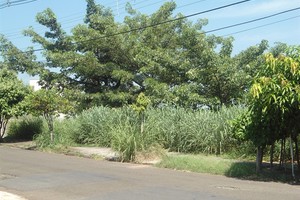 Moradores solicitam corte de mato no Castelinho