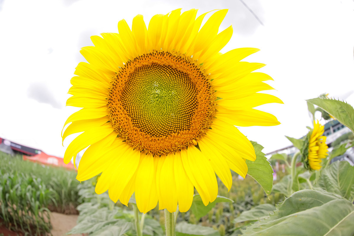 Câmara destaca feira de tecnologia de agronegócios e parabeniza Coplacana