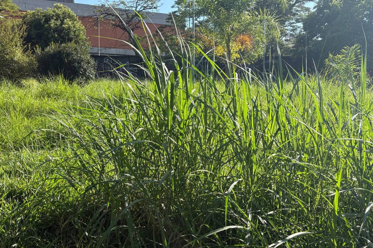 Vereador Pedro Kawai (PSDB) solicita a realização de corte de mato e limpeza da área