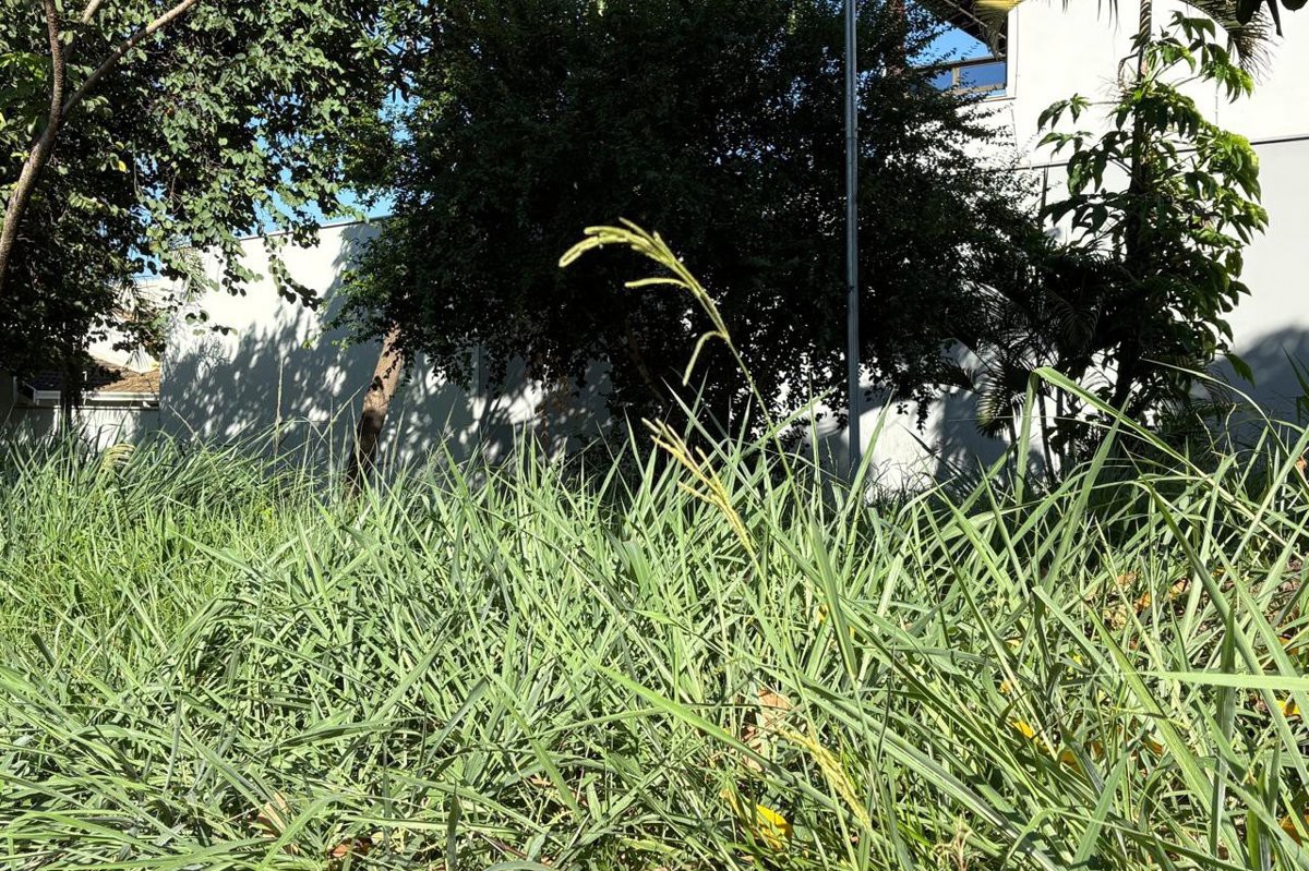 Vereador Pedro Kawai (PSDB) solicita a realização de corte de mato e limpeza da área