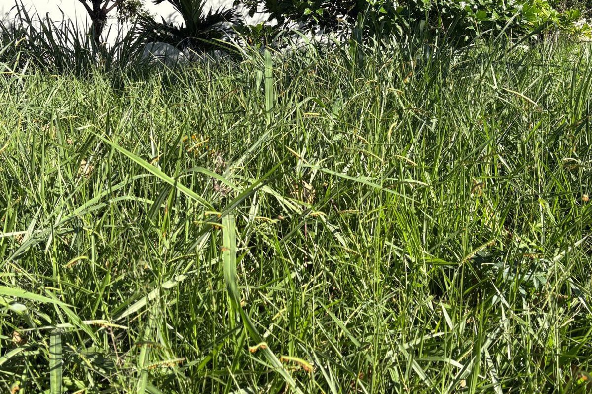 Vereador Pedro Kawai (PSDB) solicita a realização de corte de mato e limpeza da área