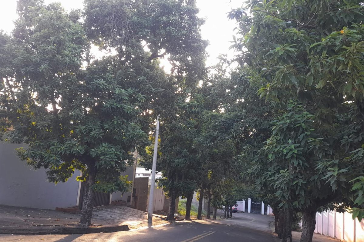 Vereador solicita poda de árvores e reforço de iluminação na região central