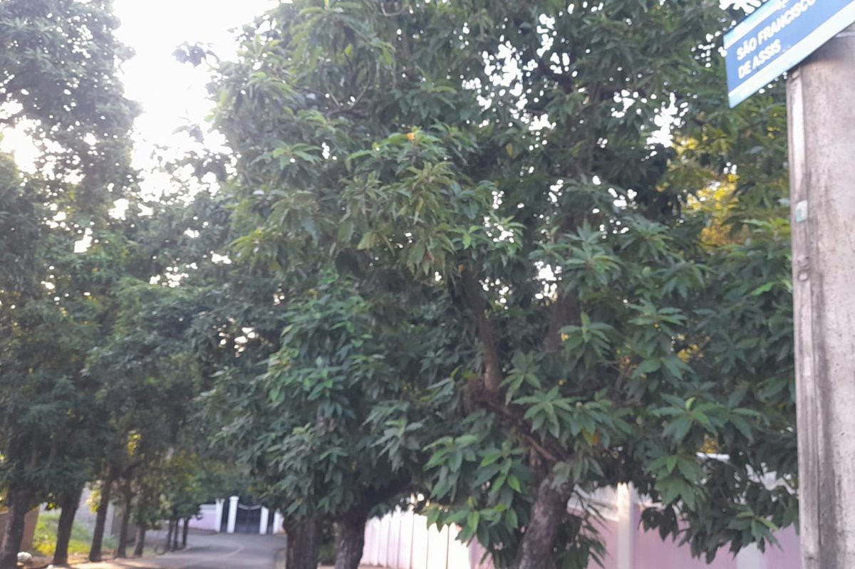 Vereador solicita poda de árvores e reforço de iluminação na região central