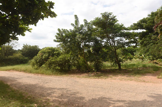 Mato alto em terreno gera preocupação aos moradores