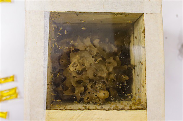 Evento abordou dicas para criação de abelhas nativas no ambiente urbano