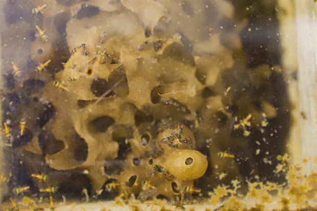 Evento abordou dicas para criação de abelhas nativas no ambiente urbano