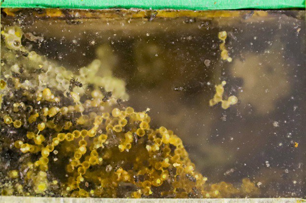 Evento abordou dicas para criação de abelhas nativas no ambiente urbano