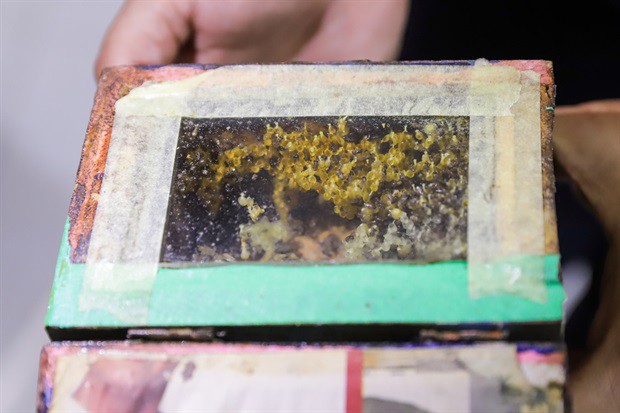 Evento abordou dicas para criação de abelhas nativas no ambiente urbano