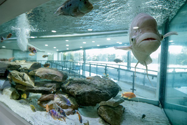 Aquário Municipal de Piracicaba está localizado no Parque do Mirante e de frente ao salto do rio. Crédito da Foto: Centro de Comunicação Social/Prefeitura de Piracicaba