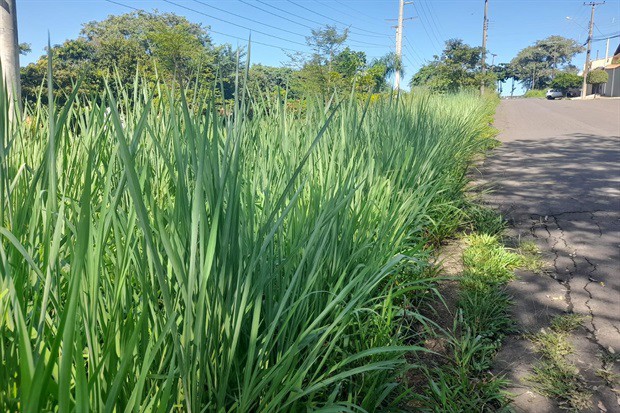 Vereador Pedro Kawai protocola oito indicações com pedidos de melhorias urbanas para o bairro Santa Rosa