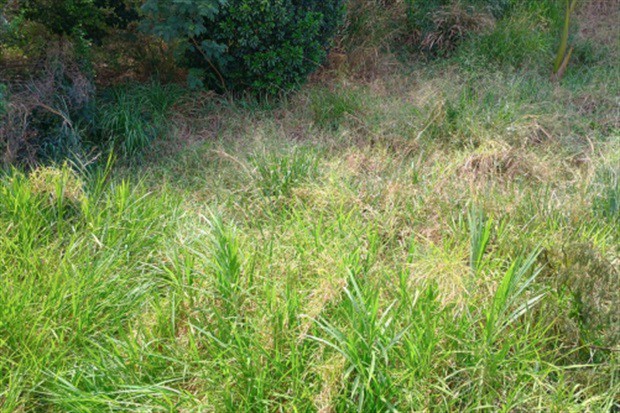 Área verde com mato alto no bairro castelinho