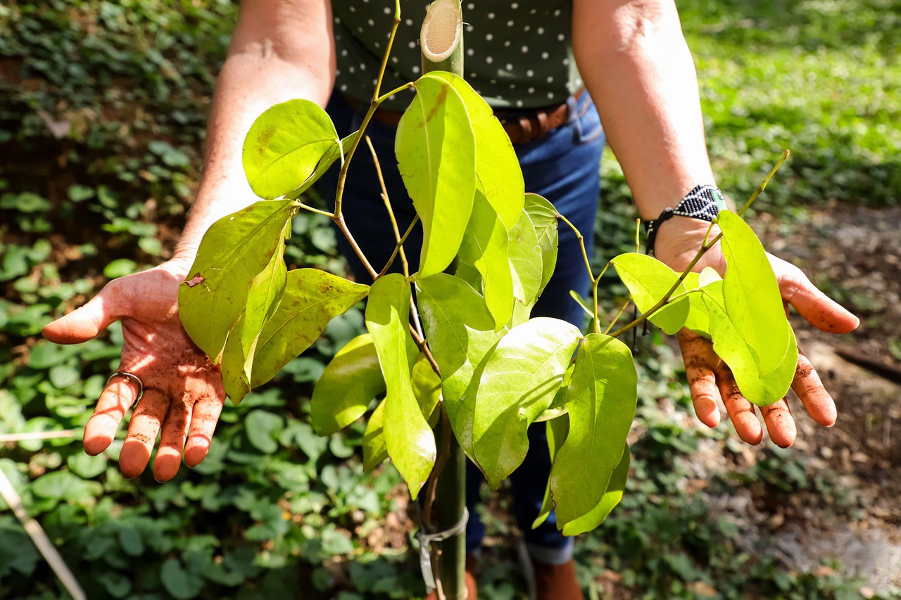 Vereadora faz plantio de árvore pelo Dia do Rio Piracicaba