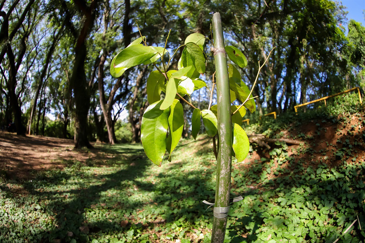 Vereadora faz plantio de árvore pelo Dia do Rio Piracicaba