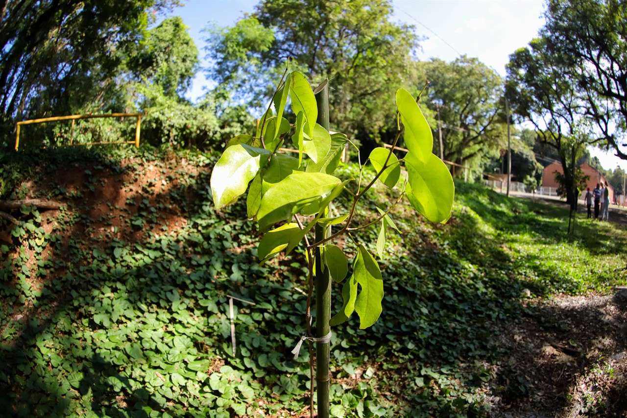 Vereadora faz plantio de árvore pelo Dia do Rio Piracicaba