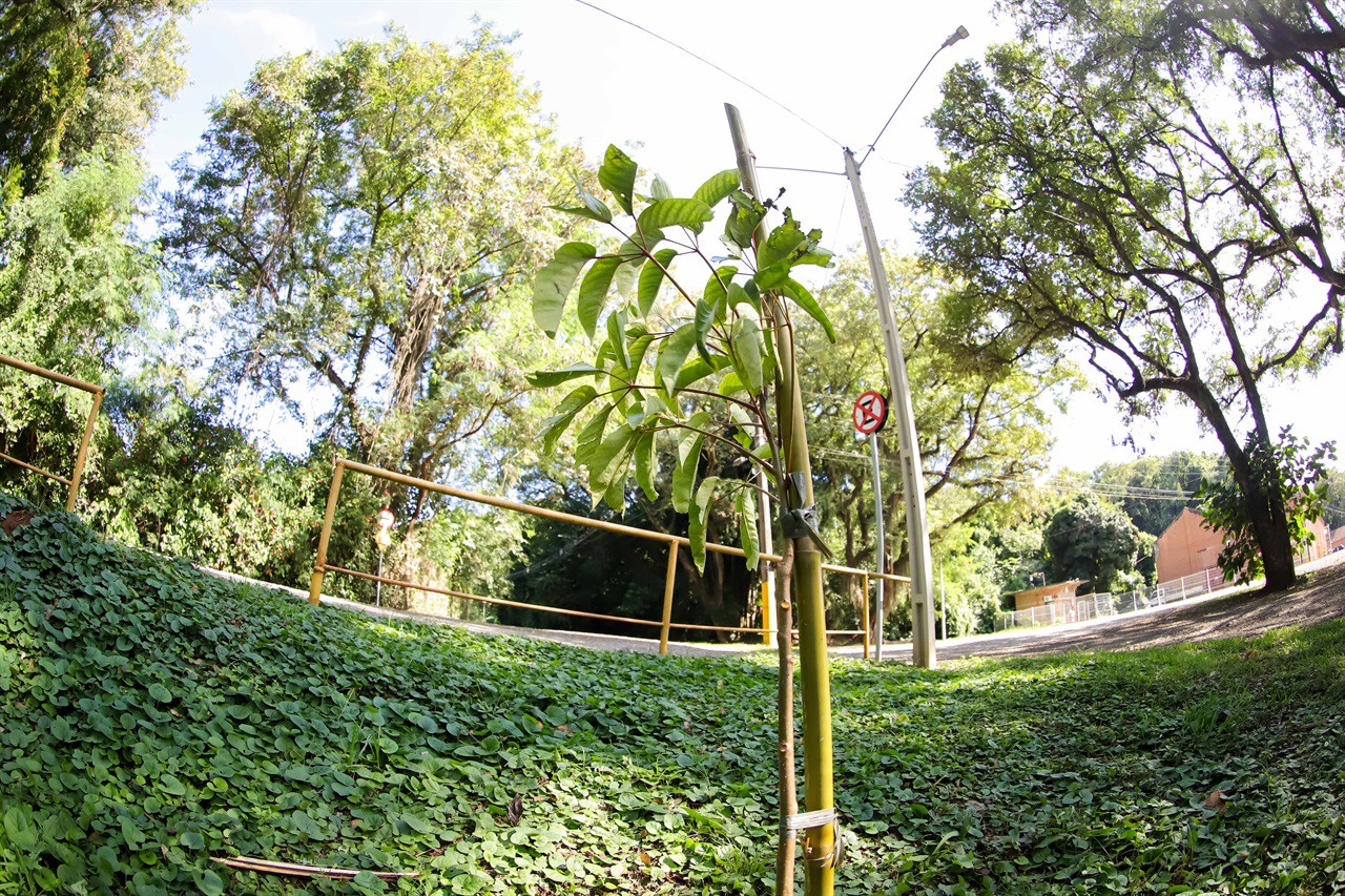 Vereadora faz plantio de árvore pelo Dia do Rio Piracicaba