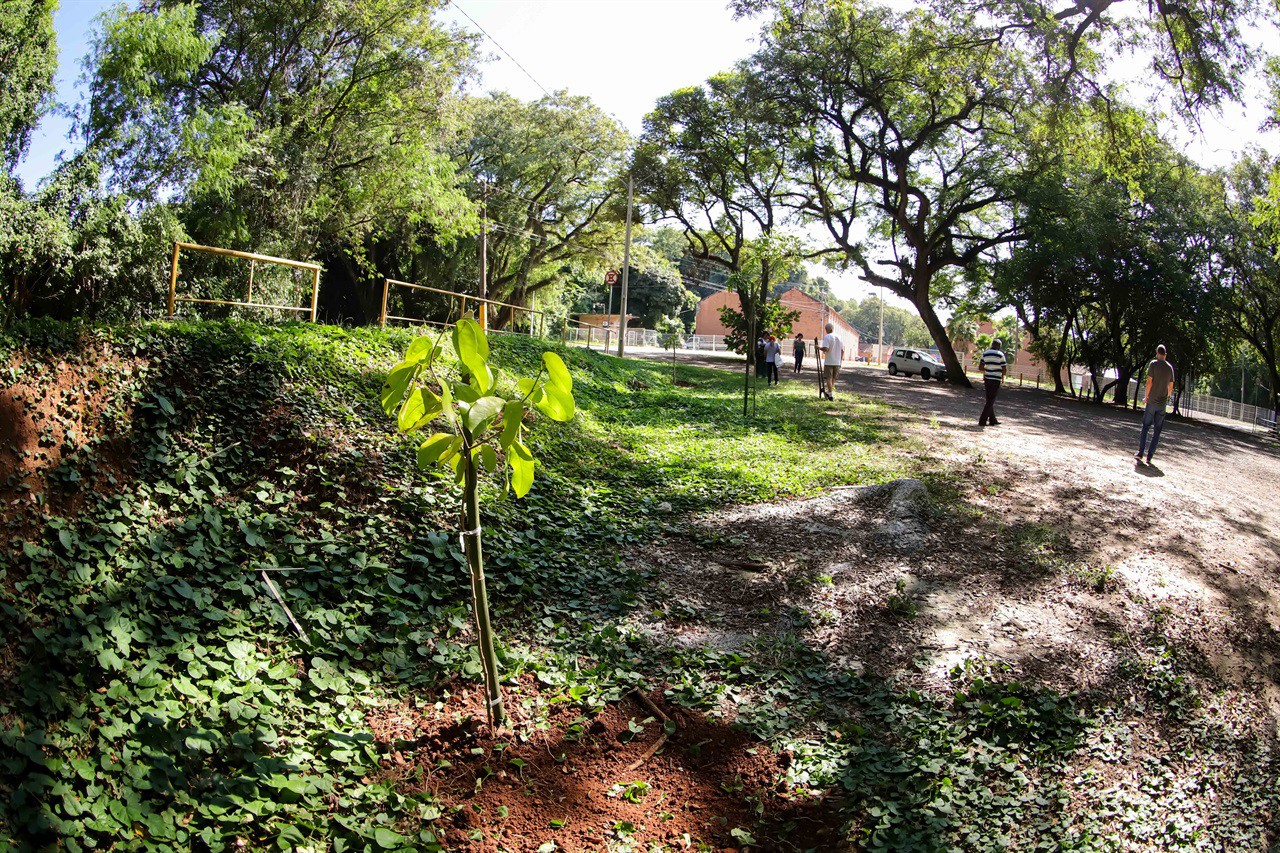 Vereadora faz plantio de árvore pelo Dia do Rio Piracicaba